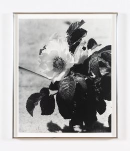A black and white image of a bright white flower.
