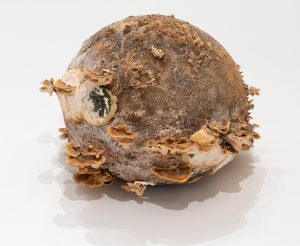 Brown, earthy sculpture with mushrooms on its surface
